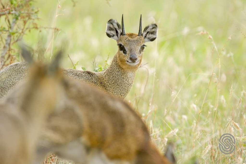 Mbuzi Mawe Serena Camp Hotel Serengeti Facilities photo